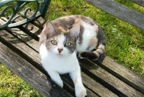 Disappearance alert Cat Female , 8 years Neuvicq-le-Château France