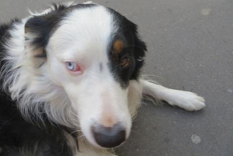 Disappearance alert Dog  Male , 11 years Paris France