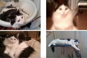 Disappearance alert Cat  Male , 11 years La Haute-Maison France