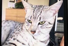 Disappearance alert Cat  Male , 4 years Montbéliard France