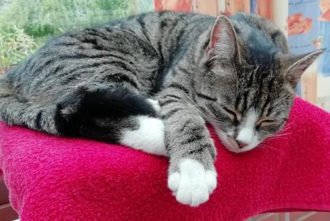 Disappearance alert Cat  Female , 4 years Niergnies France