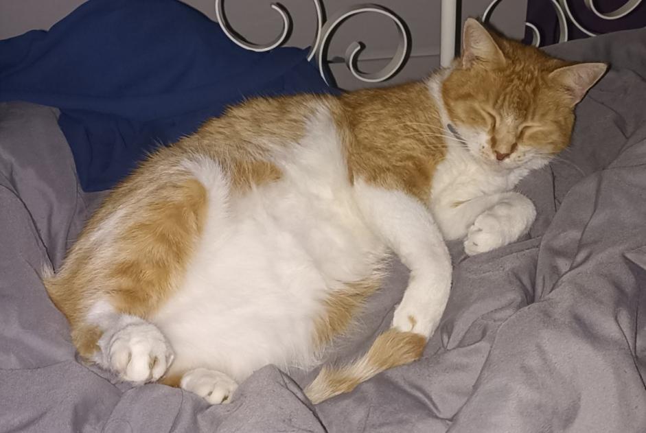 Disappearance alert Cat Male , 8 years Armentières France
