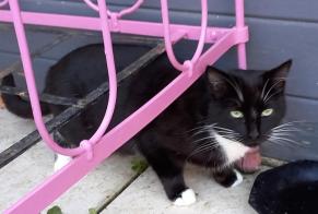 Discovery alert Cat Unknown Fontaine-le-Comte France