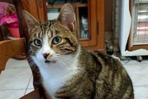 Discovery alert Cat  Unknown Denain France