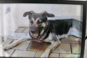 Disappearance alert Dog  Female , 16 years Cléguer France