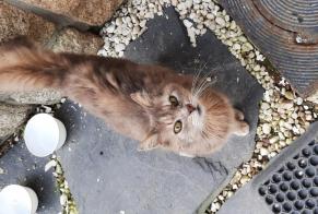 Discovery alert Cat Female Bondues France
