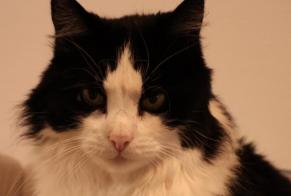 Disappearance alert Cat  Male , 10 years Bordeaux France