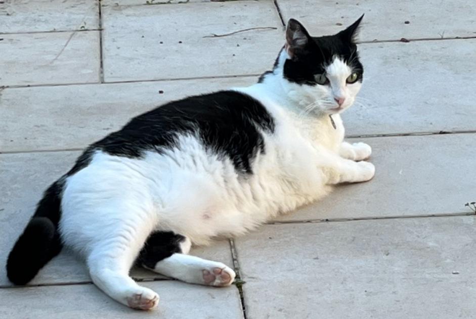Disappearance alert Cat Female , 5 years Amboise France
