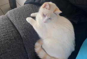 Disappearance alert Cat Male , 3 years Grigny France