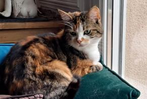 Disappearance alert Cat miscegenation Female , 7 years Rots France