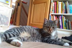 Disappearance alert Cat Male , 3 years Sepmes France
