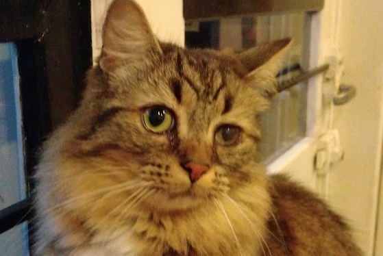 Disappearance alert Cat miscegenation Male , 3 years Denain France