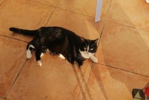 Discovery alert Cat miscegenation Female Lasseube France