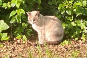 Discovery alert Cat miscegenation Female Saint-Paul-lès-Dax France