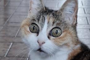 Disappearance alert Cat miscegenation Female , 14 years Pierrefitte-sur-Loire France