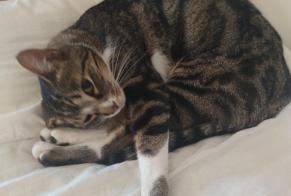 Disappearance alert Cat  Male , 4 years Jaux France