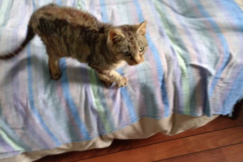 Discovery alert Cat Female Auray France