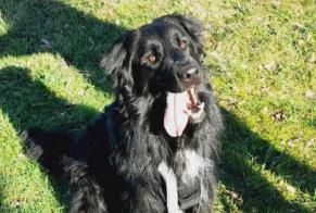 Disappearance alert Dog miscegenation Male , 2 years Pélussin France
