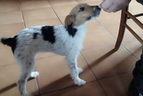 Alerta desaparecimento Cão  Fêmea , 1 anos Champagnac-le-Vieux France